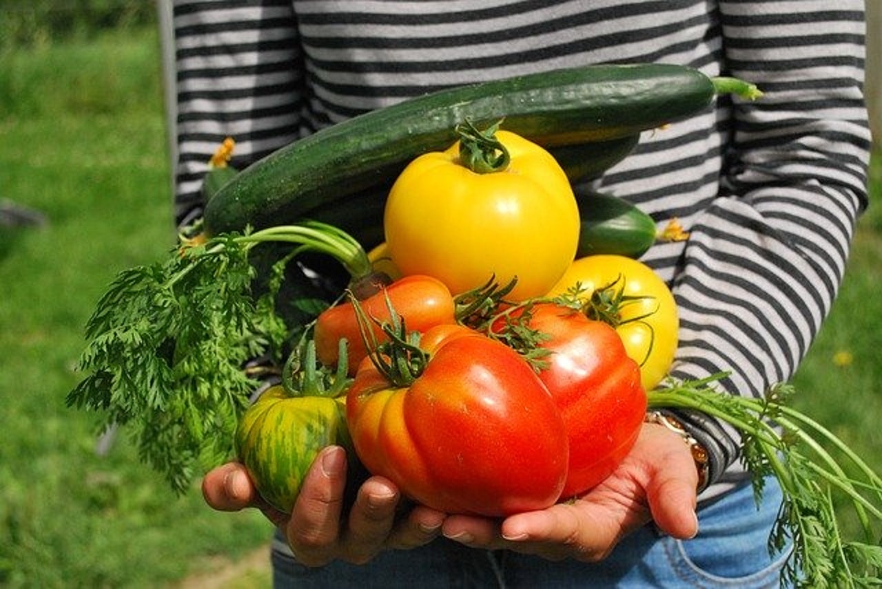 Quels légumes cultiver dans son potager en été ?